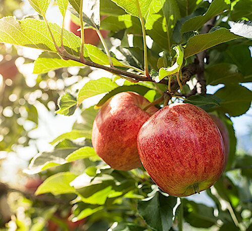 Pflücken, ernten und Saft pressen lassen – Lebensmittelverschwendung in der Erntezeit reduzieren